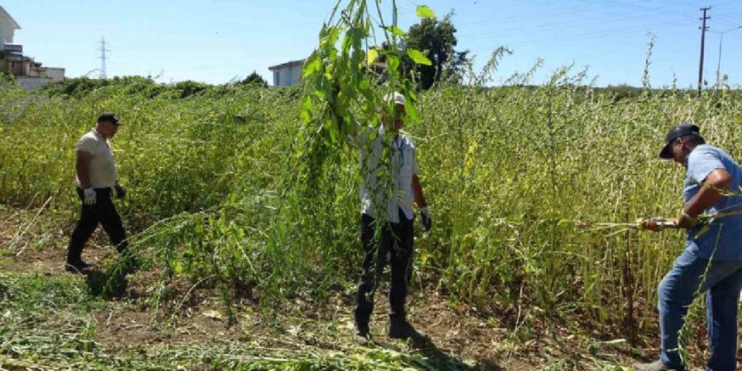 ‘Altın’ olarak anılıyor, 4.000 ton rekolte bekleniyor! Umutlu hasat başladı: Kilosu 140 TL ediyor 4